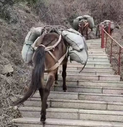 怀化骡马运输